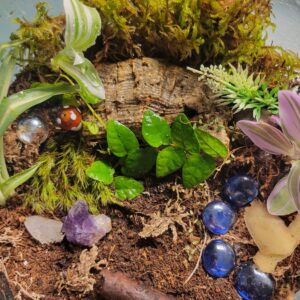 Mini Vivarium
