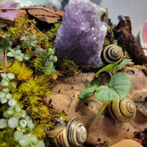 Large Vivarium