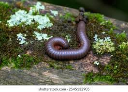 Add-On - Millipedes
