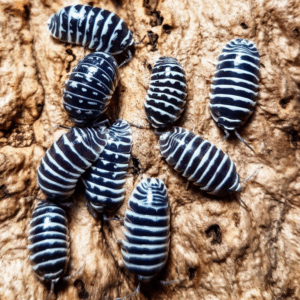 Zebra Isopods