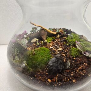 Small Vivarium