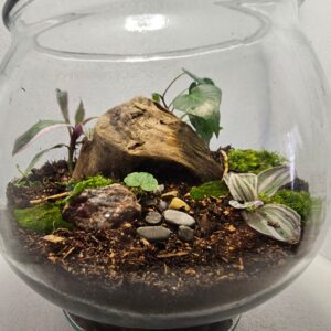 Medium Vivarium